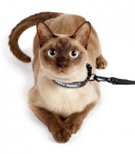 cat leash collar