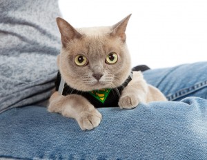 Burmese Cat in harness
