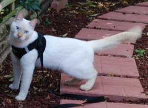 White Kitty on walk with Leash Harness